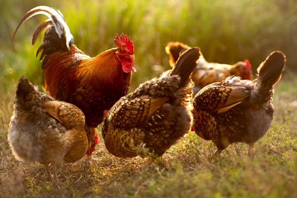 Poultry Processing
