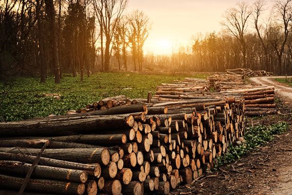 Vacuum Solutions for Wood Treatment 
